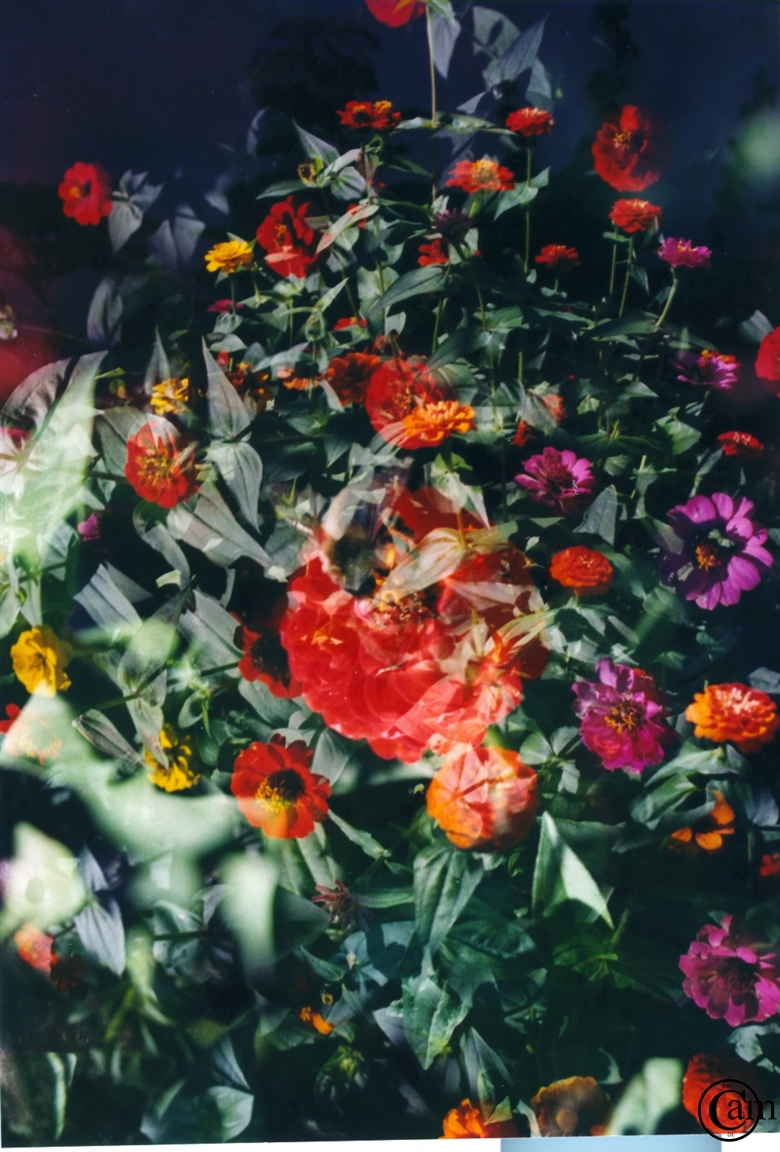 n-Wild blumen-gpics